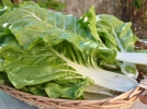 La blette, bette ou poire, un lgume mconnu avec bien des atouts
