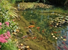 Introduire des poissons dans un bassin