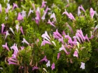 Origan mexicain, Sauge mexicaine, Romarin menthe  longues fleurs, Origan des Hopis, Poliomintha longiflora