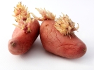 Comment faire germer les pommes de terre?