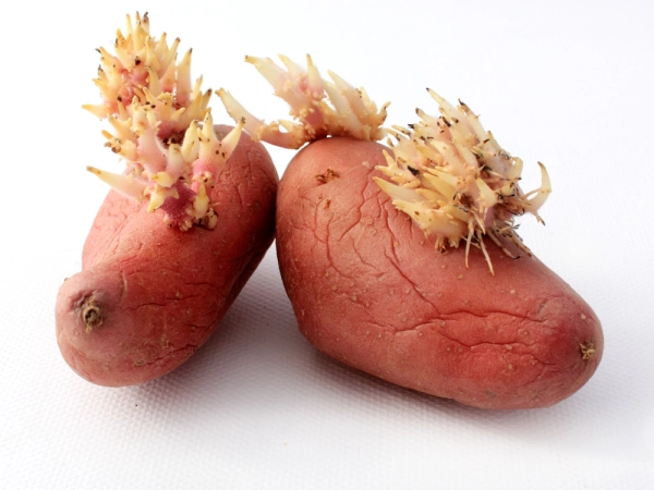 Pommes de terres germes
