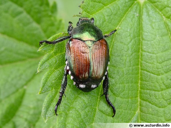 Le scarabée japonais, un nouvel envahisseur