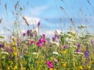 Quelles espces pour les prairies fleuries?
