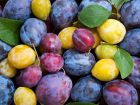 Les prunes, bleues, jaunes, rouges ou vertes... des fruits revitalisants