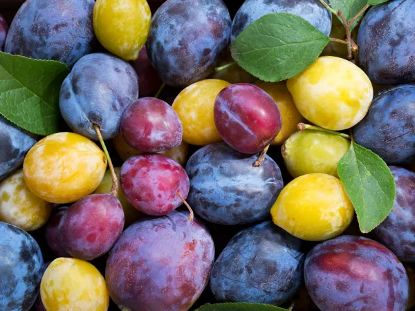 Les prunes, bleues, jaunes, rouges ou vertes...