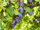 Prunier quetsche, Quetschier, Prunus domestica