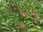 Prunier fruitier japonais et amricano-japonais, Prunus salicina x