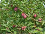 Prunier fruitier japonais et américano-japonais, Prunus salicina x