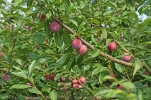 Prunier fruitier japonais et amricano-japonais, Prunus salicina x