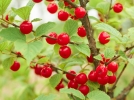 Ragouminier, Cerisier de Nankin, Cerisier tomenteux, Cerisier nain du Canada, Prunus tomentosa