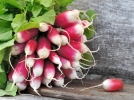 Les petits radis roses, ronds, longs, colors ou croquants