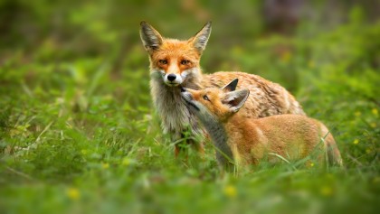 Justice pour les renards : l'ASPAS d�pose un recours contre l'�tat
