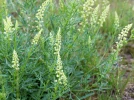 R�s�da jaune, R�s�da sauvage Faux r�s�da, Reseda lutea