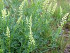 Rsda jaune, Rsda sauvage Faux rsda, Reseda lutea
