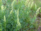 Rsda jaune, Rsda sauvage Faux rsda, Reseda lutea