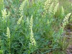 Rsda jaune, Rsda sauvage Faux rsda, Reseda lutea