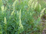 R�s�da jaune, R�s�da sauvage Faux r�s�da, Reseda lutea