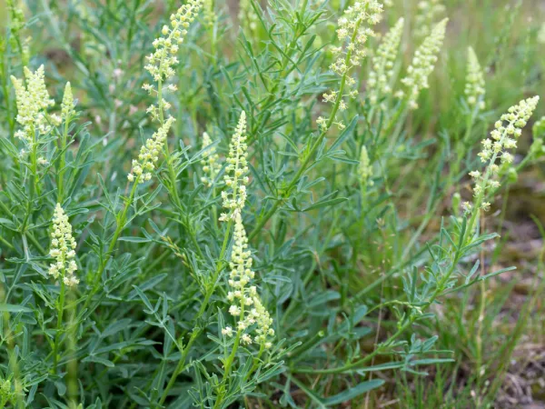 Rsda jaune, Rsda sauvage Faux rsda, Reseda lutea