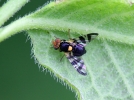 La mouche de la cerise, un ravageur redoutable pour vos cerisiers