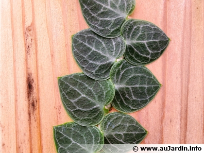 Rhaphidophora cryptantha : une plante de bardeaux spectaculaire � conna�tre