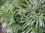 Bamboo palm, Chinese palm, Rhapis excelsa in a garden