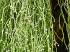 Cactus-gui, Rhipsalide  baies, Rhipsalis baccifera