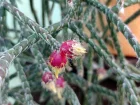 Cactus-gui, Rhipsalide  fruits poilus, Rhipsalis pilocarpa