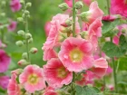 Rose tr�mi�re (Alcea rosea) : la plante rustique id�ale pour fleurir l'arri�re-plan du jardin sans entretien
