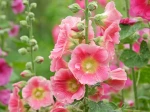 Rose tr�mi�re (Alcea rosea) : une floraison verticale majestueuse