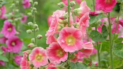 Rose tr�mi�re (Alcea rosea) : la plante rustique id�ale pour fleurir l'arri�re-plan du jardin sans entretien