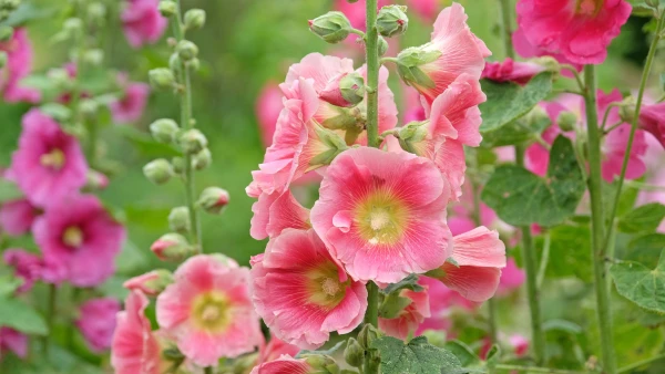 Rose tr�mi�re (Alcea rosea) : une floraison verticale majestueuse