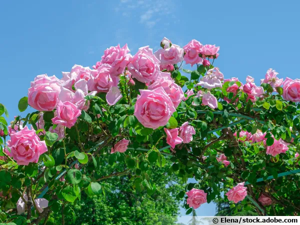 Arquer les rosiers pour obtenir plus de fleurs