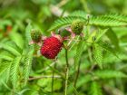 Framboisier-fraise japonais, Framboisier à feuilles de sorbier, Rubus illecebrosus