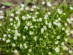 Sagine subul�e, Mousse d'Irlande, Sagina subulata