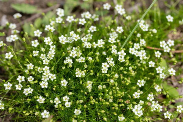 Sagine subul�e, Mousse d'Irlande, Sagina subulata