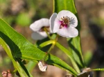 Sagittaire � feuilles en fl�che, Fl�che d'eau, Sagittaria sagittifolia