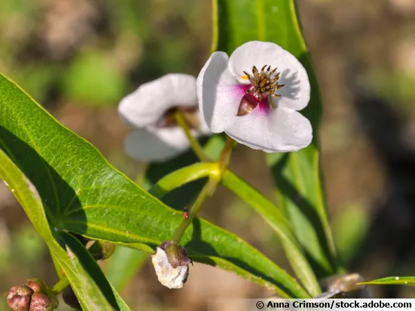 Sagittaire à feuilles en flèche, Flèche d'eau, Sagittaria sagittifolia