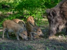 Le sanglier, un animal craintif et mal-aim�