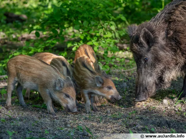 Le sanglier, la laie, ses marcassins, un animal craintif et mal-aim
