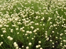 Santoline verte, Santoline  feuilles de romarin, Santolina rosmarinifolia