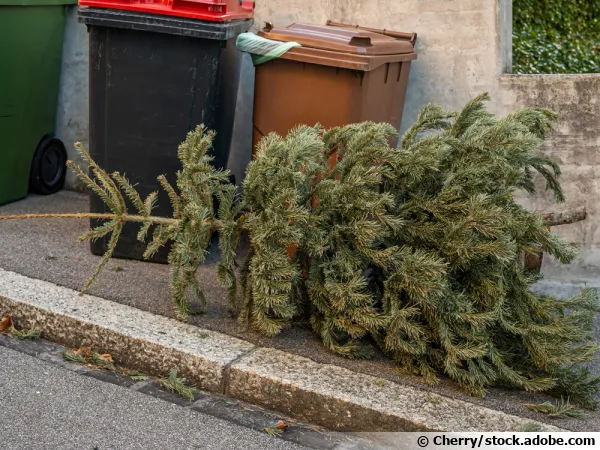 Recyclez votre sapin de Nol