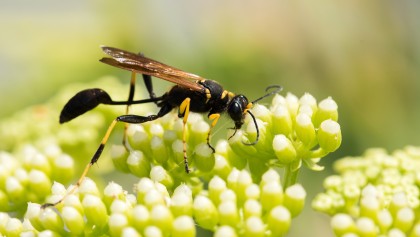 Reconna�tre la gu�pe ma�onne et comprendre son r�le important au jardin