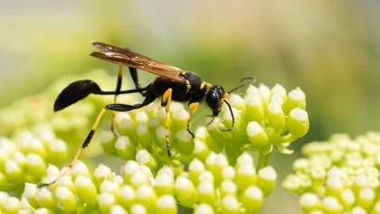 Reconna�tre la gu�pe ma�onne et comprendre son r�le important au jardin
