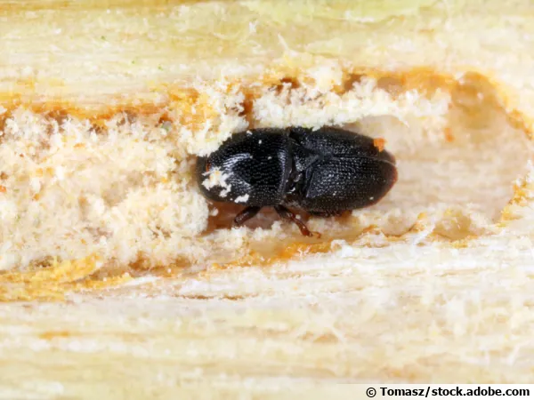 Le scolyte (Scolytus), un coléoptère aussi utile que dévastateur