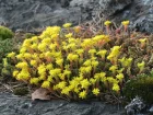 Sedum cre, Orpin jaune, Orpin brlant, Poivre de muraille, Sedum acre