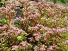 Sedum caucasien, Sedum btard, Orpin spurium, Sedum spurium