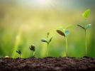 Comment semer des graines?