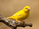 Le canari, un compagnon ail aux couleurs clatantes