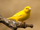 Le canari, un compagnon ail� aux couleurs �clatantes