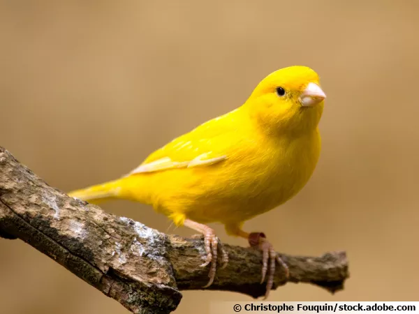 Le canari, un compagnon ail aux couleurs clatantes